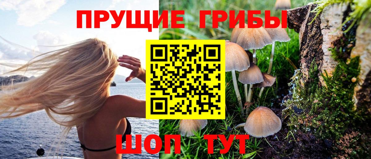 Галлюциногенные грибы Psilocybine cubensis Бор